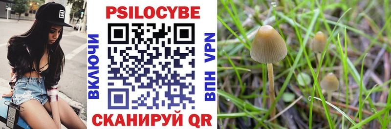 Купить где  Бабушкин  Псилоцибиновые грибы Psilocybe 